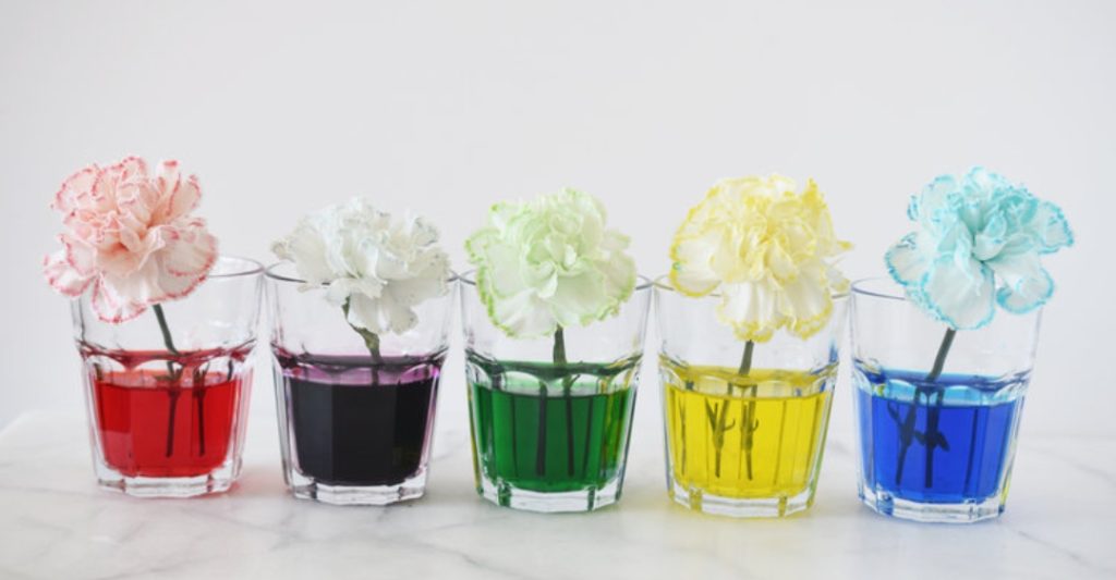 Thí Nghiệm Bông Hóa Đổi Màu