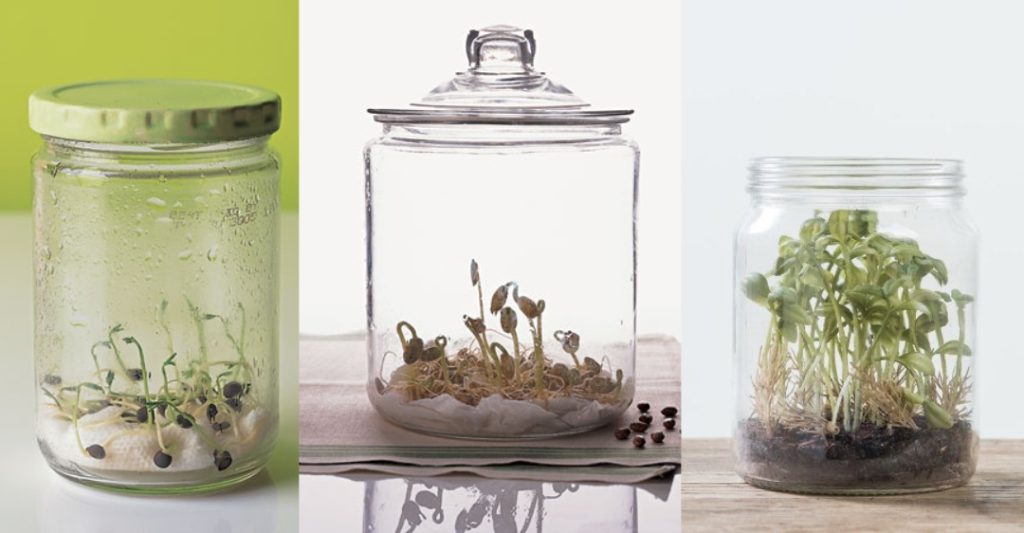 Thí Nghiệm Cây Cần Gì Để Lớn