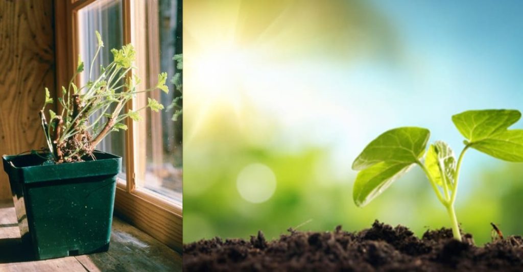 Thí Nghiệm Cây Mọc Theo Hướng Ánh Sáng