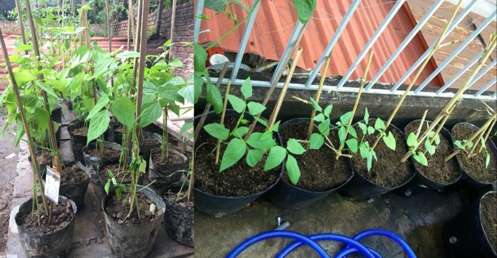 Thí Nghiệm Cây Mọc Về Hướng Có Ánh Sáng