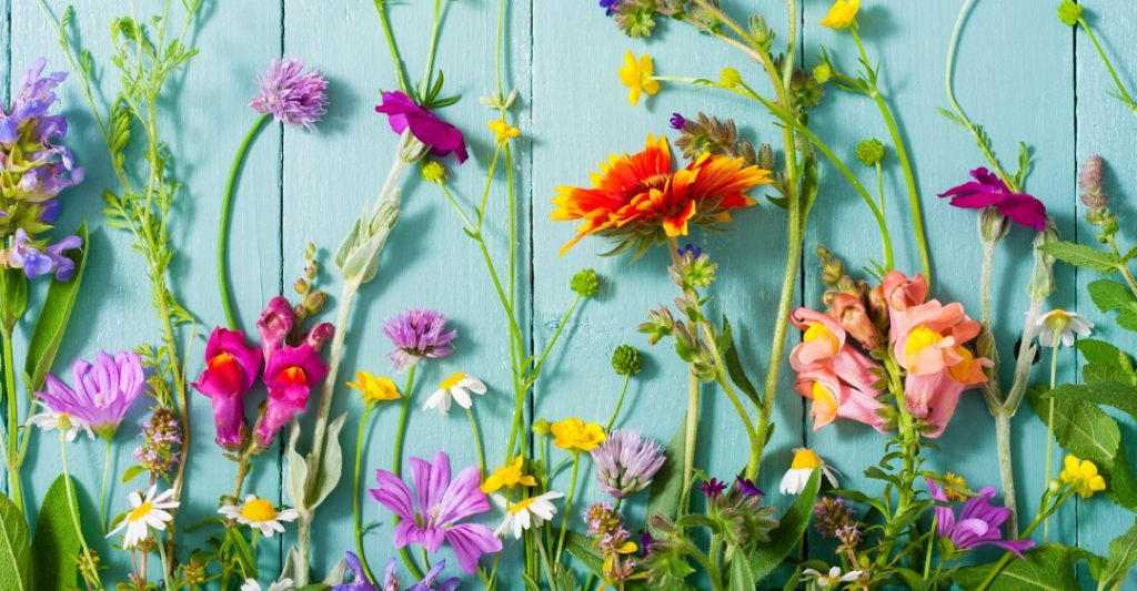 Thí Nghiệm Cho Trẻ Tìm Hiểu Từng Bộ Phận Của Bông Hoa