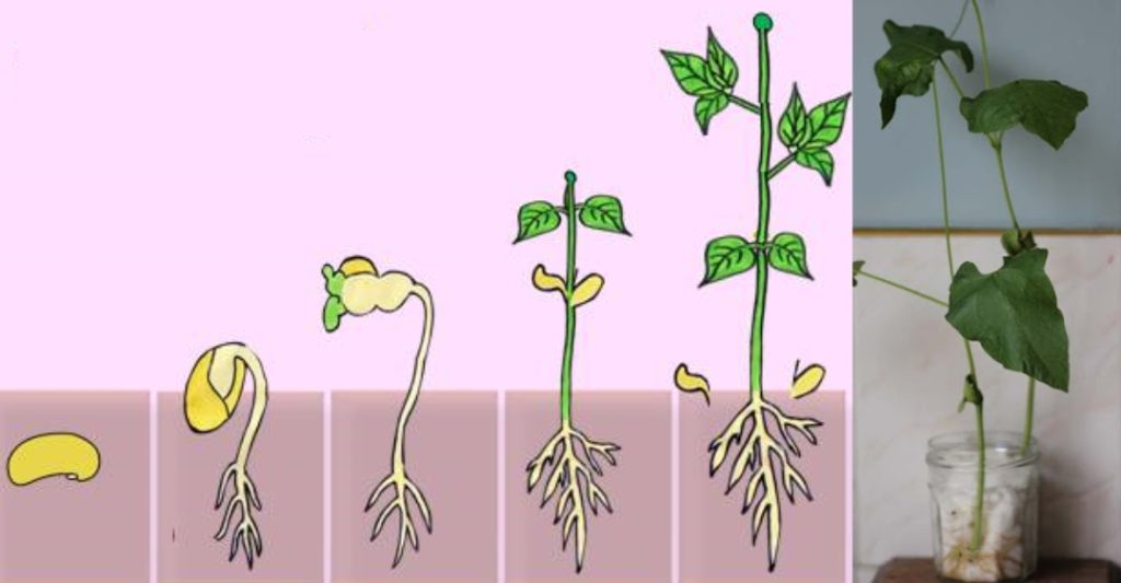 Thí Nghiệm Về Quá Trình Phát Triển Của Cây